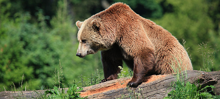 Urlaub am Nationalpark Bayerischer Wald